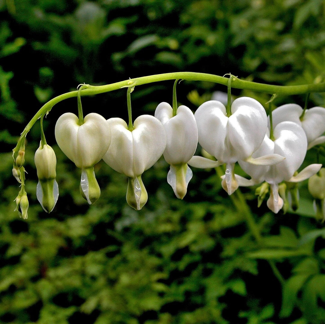 Dicentra Flower Seeds White – Heirloom Non-GMO High Germination Seeds