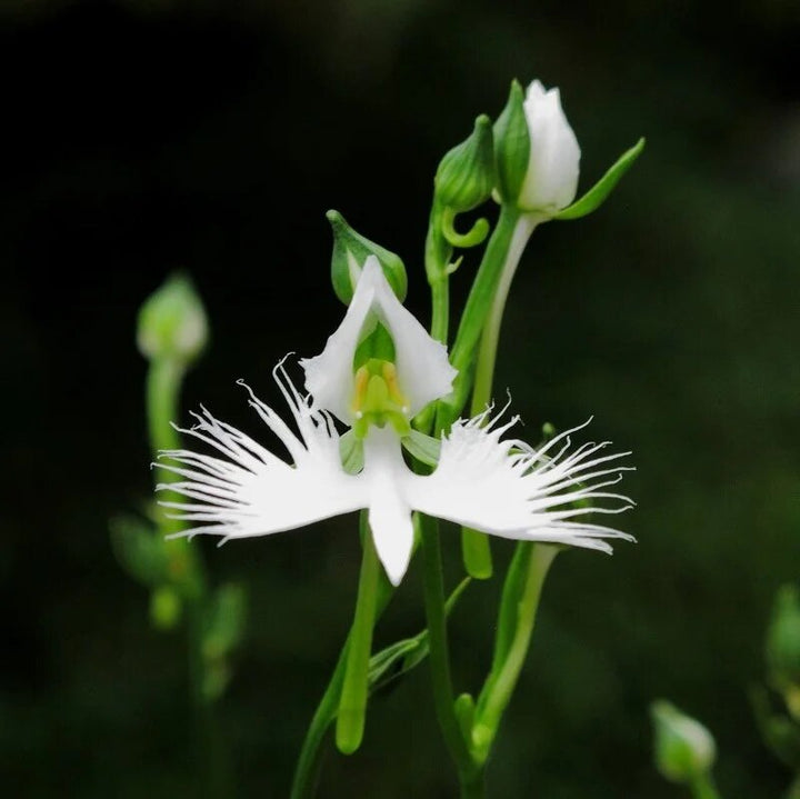 White Egret Orchid Flower Seeds – Heirloom Non-GMO High Germination Organic Seeds
