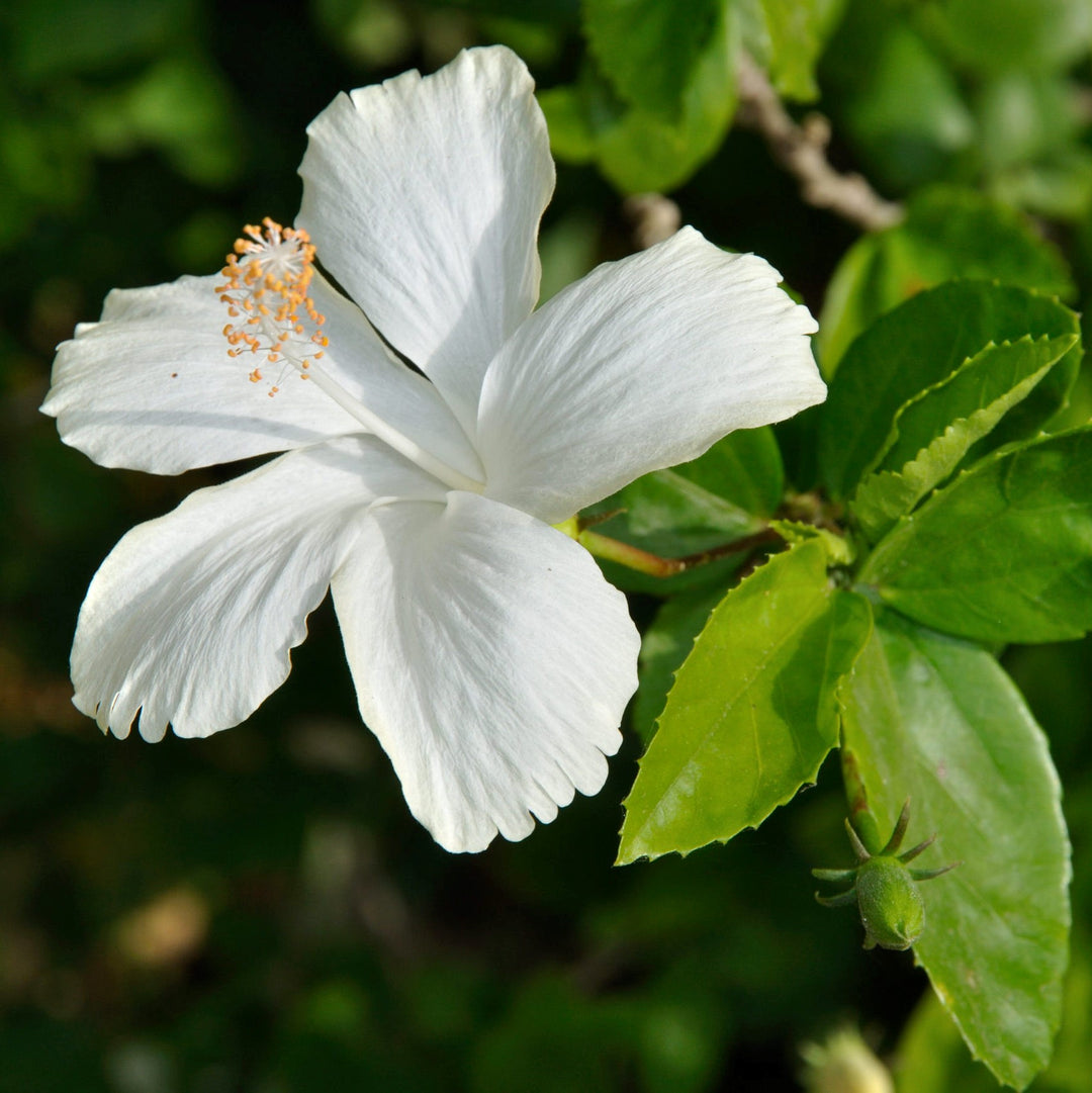 Semillas de Flor de Hibisco Sirio Blanco – Cimelio, No Modificadas Genéticamente, Semillas de Alta Germinación