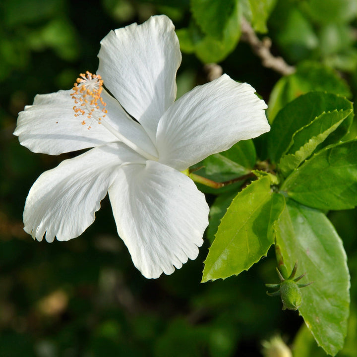 Semillas de Flor de Hibisco Sirio Blanco – Cimelio, No Modificadas Genéticamente, Semillas de Alta Germinación