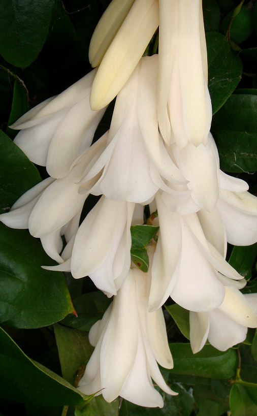 Lapageria Rosea Flower Seeds White – Heirloom, Non-GMO, High Germination Seeds