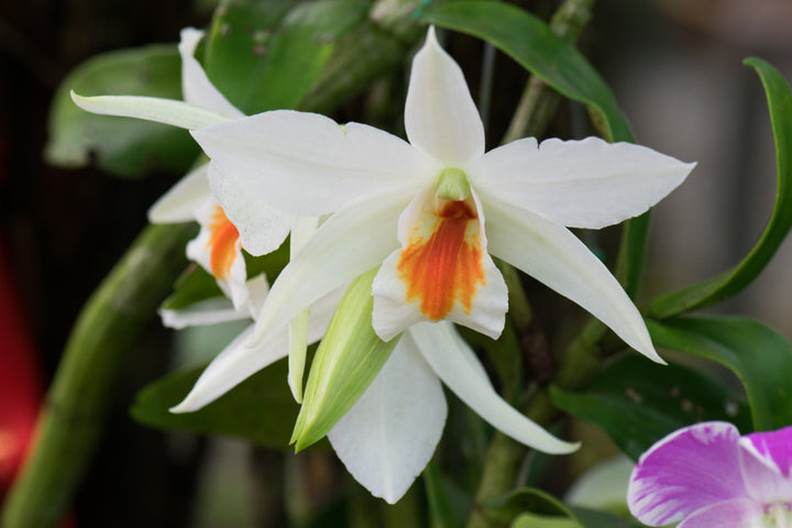 White Orange Orchid Flower Seeds – Heirloom, Non-GMO, High Germination Seeds