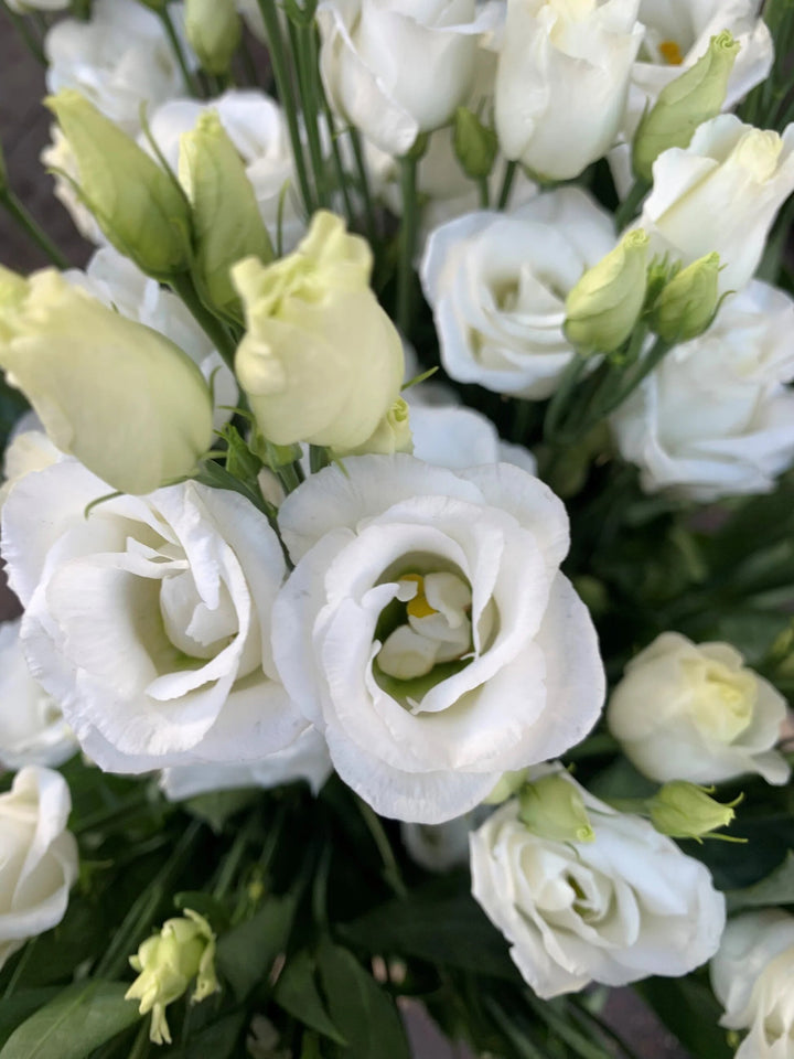 White Lisianthus Flower Seeds – Heirloom, Non-GMO, High Germination Seeds