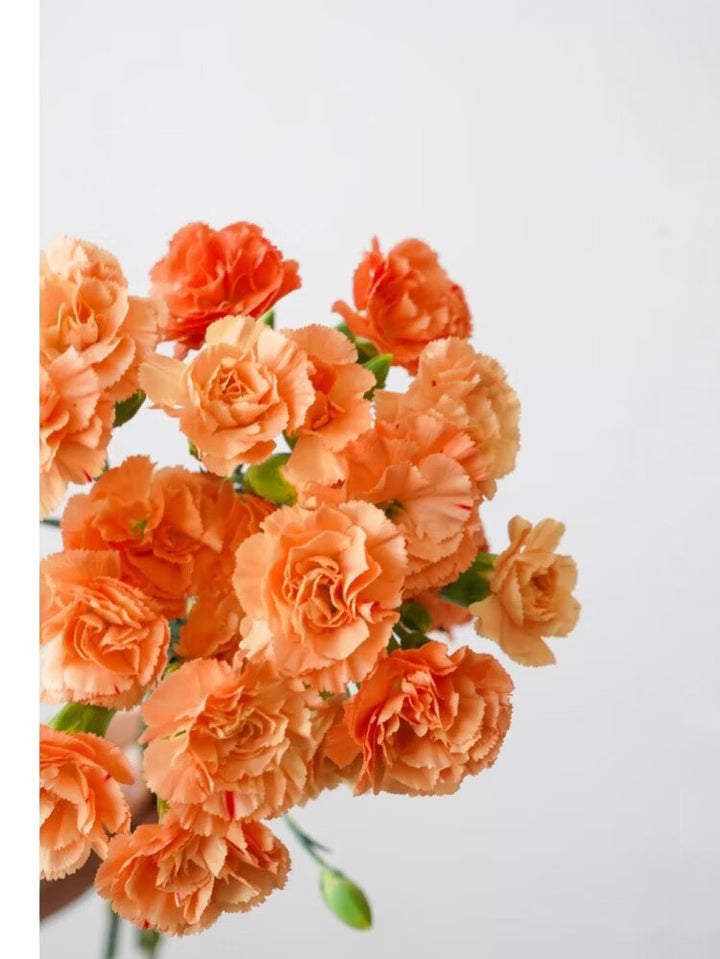 Orange Dianthus Flower Seeds – Heirloom, Non-GMO, High Germination Seeds