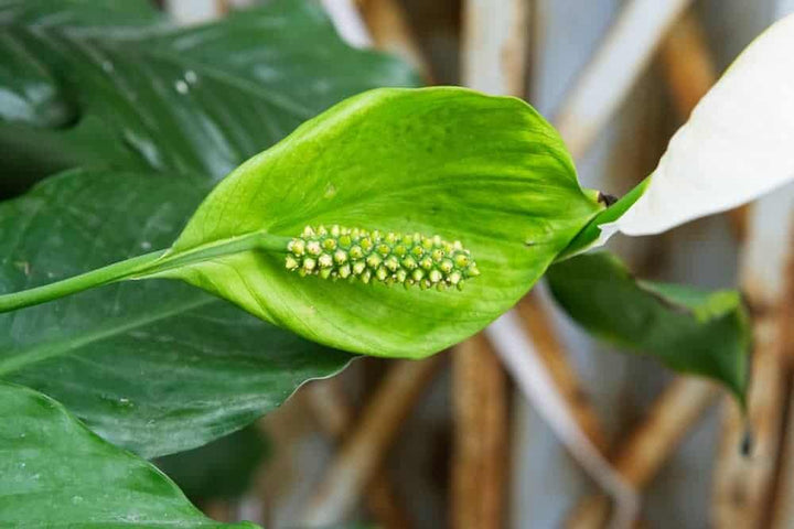 Green Spathiphyllum Lily Plant Seeds – Heirloom, Non-GMO, High Germination Seeds