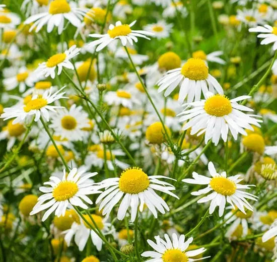 wideadaptabilitychamomilenobleforsowingheirloomnongmohighgerminationorganicgarden flower seeds