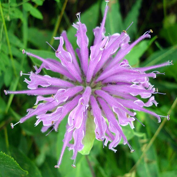 Bergamot Flower Seeds for Planting – Heirloom Non-GMO High Germination Organic Garden Seeds