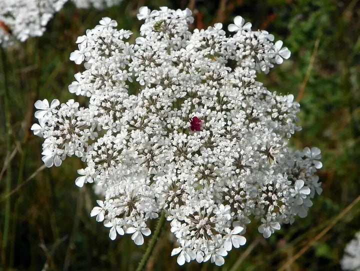 Daucus Flower Seeds White – Heirloom Non-GMO High Germination Seeds