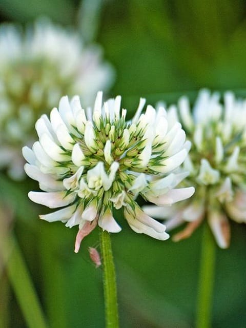 White Trifolium Alpestre Flower Seeds – Heirloom, Non-GMO, High Germination Organic Seeds
