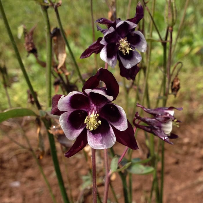 Brown Aquilegia Flower Seeds – Heirloom, Non-GMO, High Germination Organic Garden Seeds for Planting