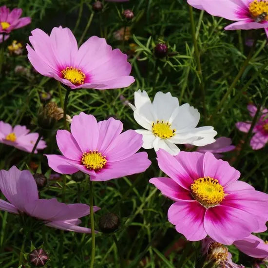 winddislikeeasytosurvivebeautificationplantsandflowerannualherbflowercosmosheirloomnongmohighgerminationorganicgarden flower seeds