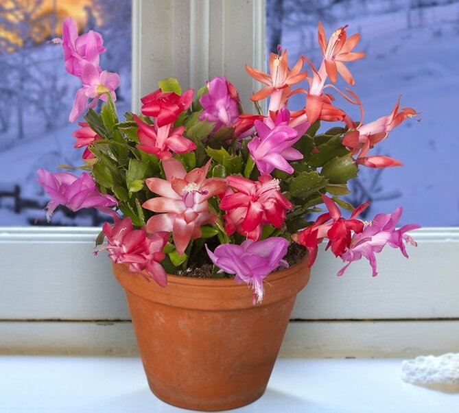 Mixed Schlumbergera Flower Seeds – Heirloom, Non-GMO, High Germination Seeds
