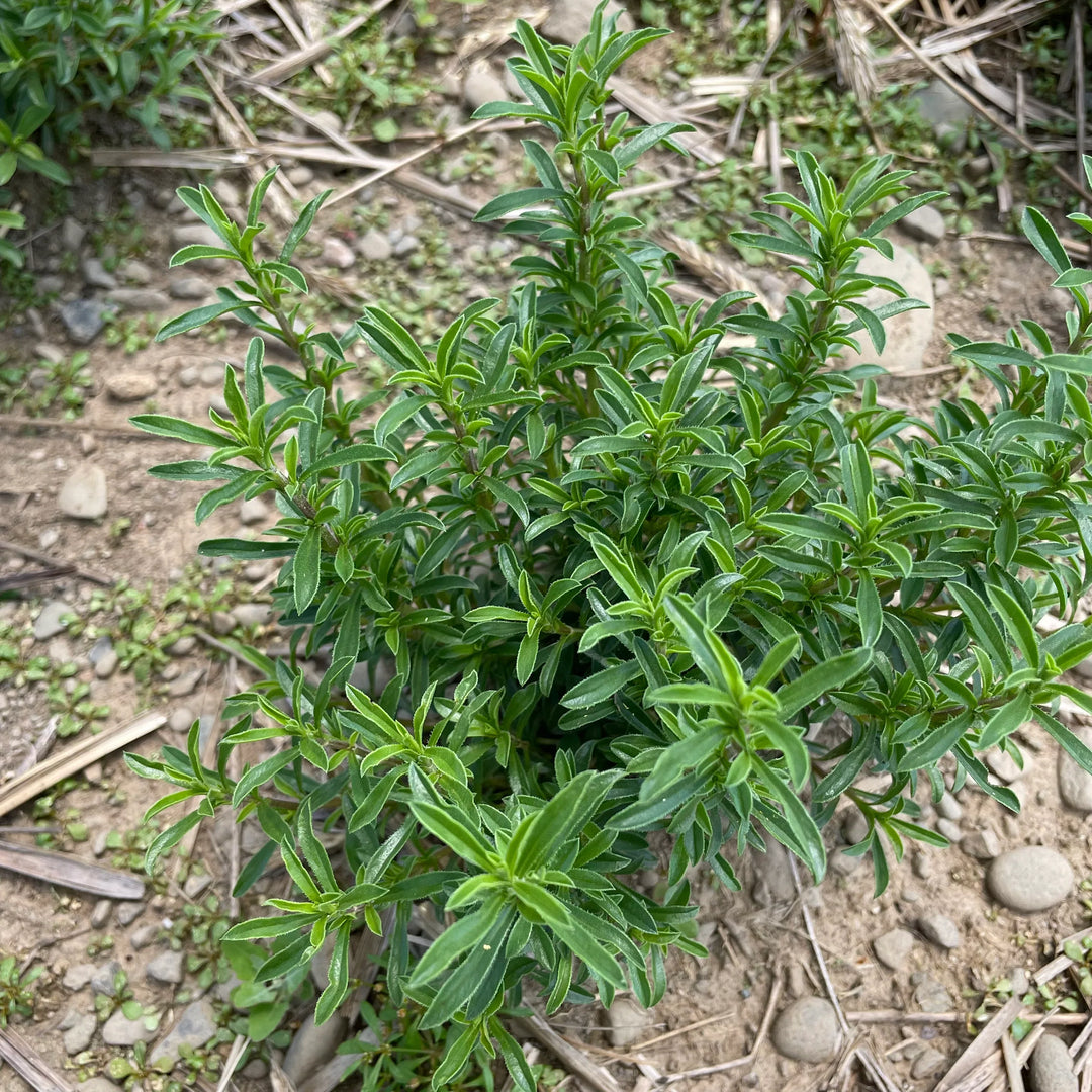 Winter Savory herb seeds