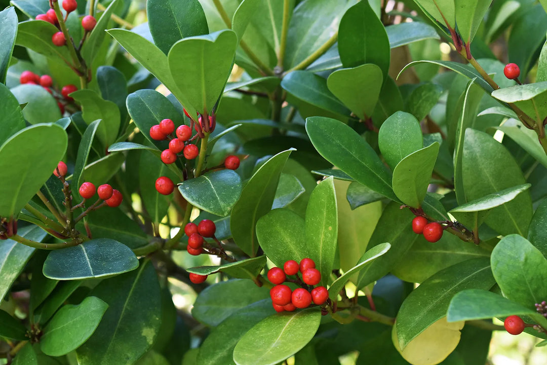 Green Gaultheria herb seeds