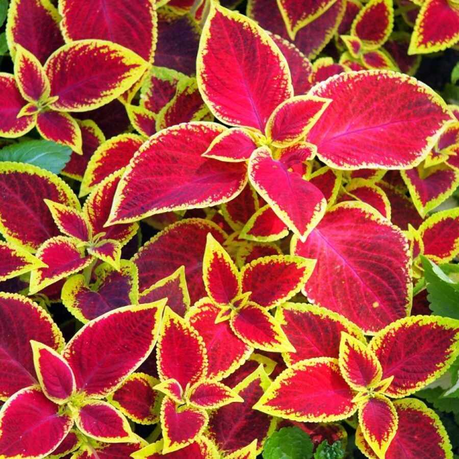 Red Wizard herb seeds
