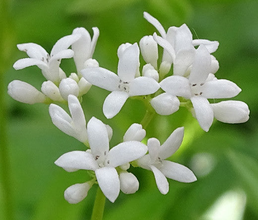 Semillas de Flor Galium Odoratum Blanca – Semillas Tradicionales No Transgénicas de Alta Germinación