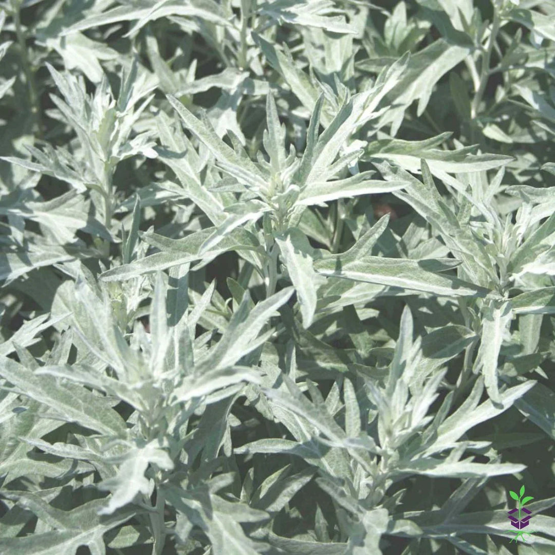 Wormwood For herb seeds