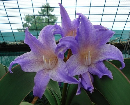 Amaryllis Flower Seeds – Heirloom, Non-GMO, High Germination Organic Garden Seeds for Planting