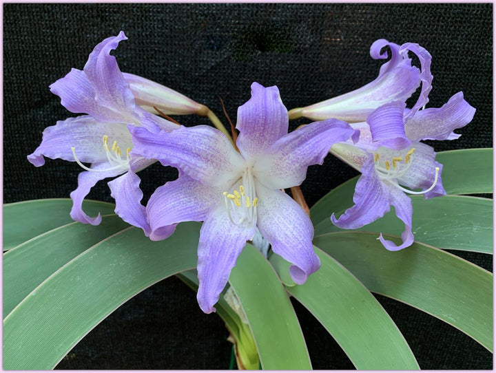 Amaryllis Flower Seeds – Heirloom, Non-GMO, High Germination Organic Garden Seeds for Planting
