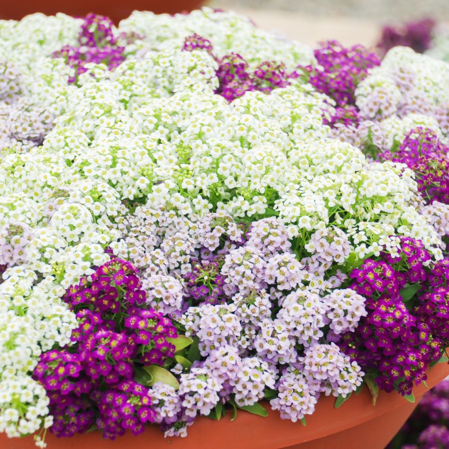 Mixed Alyssum Flower Seeds – Heirloom Non-GMO High Germination Seeds