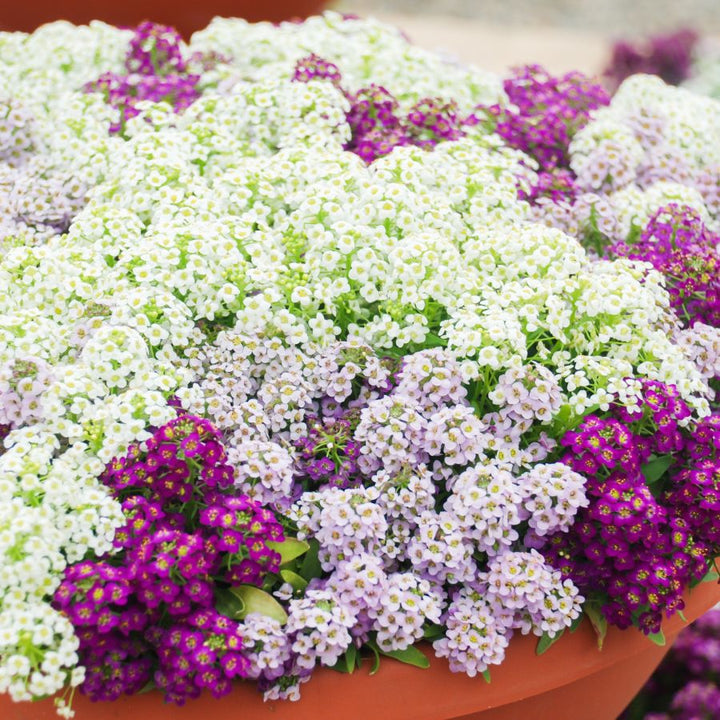 Mixed Alyssum Flower Seeds – Heirloom Non-GMO High Germination Seeds