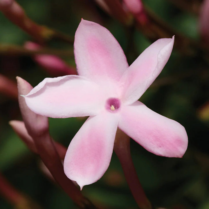 Semillas de Jazmín Rosado – Cepa Pura, No-GMO, Semillas de Alta Germinación