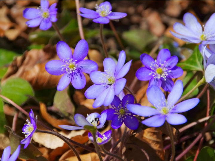 Violet Hepatica Flower Seeds – Heirloom, Non-GMO, High Germination Seeds