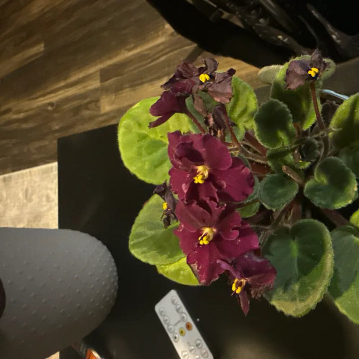 Maroon Streptocarpus Flower Seeds – Heirloom, Non-GMO, High Germination Seeds