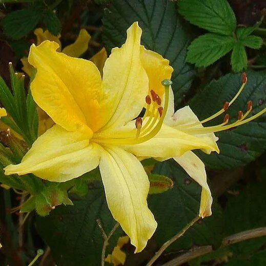 Yellow Azalea Flower Seeds for Planting – Heirloom Non-GMO High Germination Organic Seeds