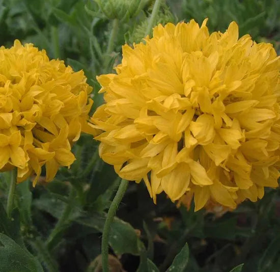 yellowannualherbflowergaillardiasundaceheirloomnongmohighgerminationorganicgarden flower seeds