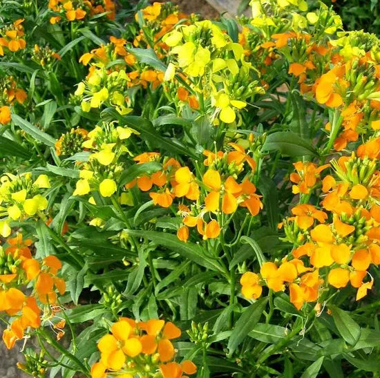 yellowbiennialflowererysimumamurenseheirloomnongmohighgerminationorganicgarden flower seeds