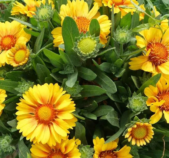 yellowgaillardiaaristataperennialvarietiesflowerheirloomnongmohighgerminationorganicgarden flower seeds