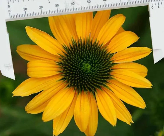 yellowperennialvarietiesflowerechinaceapurpureaheirloomnongmohighgerminationorganicgarden flower seeds