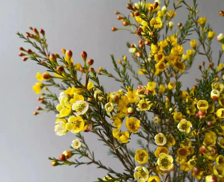 Yellow Chamelaucium Flower Seeds for Planting – Heirloom Non-GMO High Germination Seeds
