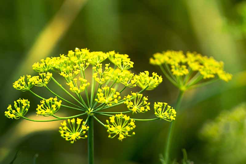 Yellow Mammoth Dill Herb Plant Seeds for Planting | Heirloom Non-GMO High Germination Organic Garden Seeds