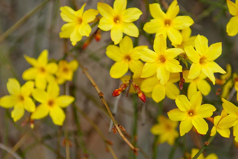 Mehrjährige Jasmin-Blumensamen Gelb – Alte Sorte, gentechnikfrei, hohe Keimfähigkeit