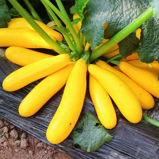 Yellow Zucchini Seeds for Planting – Heirloom, Non-GMO, Organic Vegetable Garden Seeds, High Germination Summer Squash