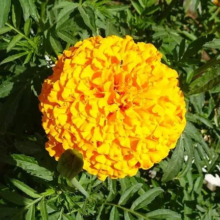 yellowmarigoldflowerforgrowingheirloomnongmohighgerminationorganicgarden flower seeds