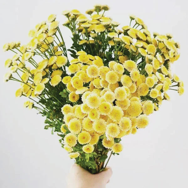 Gelb-weißes Mutterkraut Tanacetum Parthenium Samen zum Pflanzen | Alte Sorte, gentechnikfrei, Bio