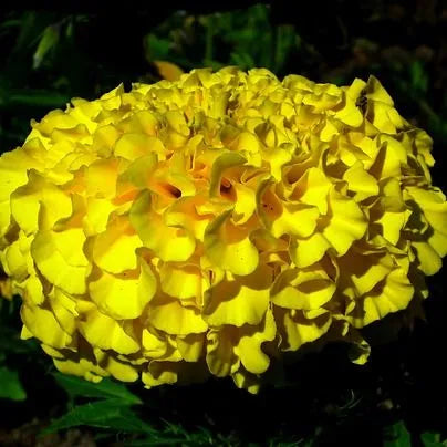 yellowtallmarigoldsoilfriendlygardenannualherbmarigoldflowerheirloomnongmohighgerminationorganicgarden flower seeds