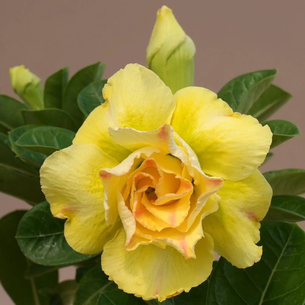 Adenium Yellow Rose Flower Seeds for Planting – Heirloom Non-GMO High Germination Organic Garden Seeds