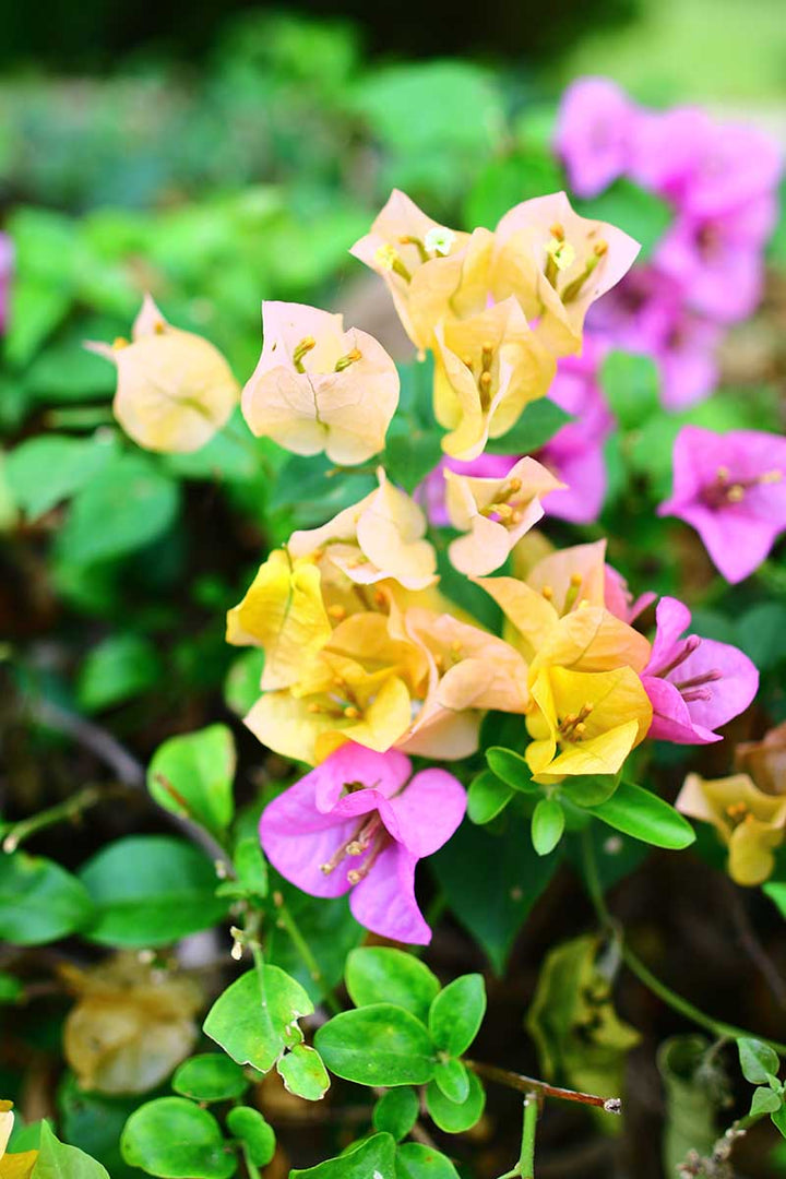 Semillas de flores de Buganvilla Spectabilis mixta – Semillas tradicionales, sin OMG