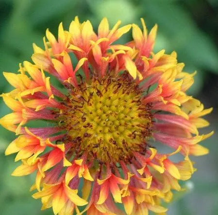 yellowandredannualherbflowergaillardiasundaceheirloomnongmohighgerminationorganicgarden flower seeds