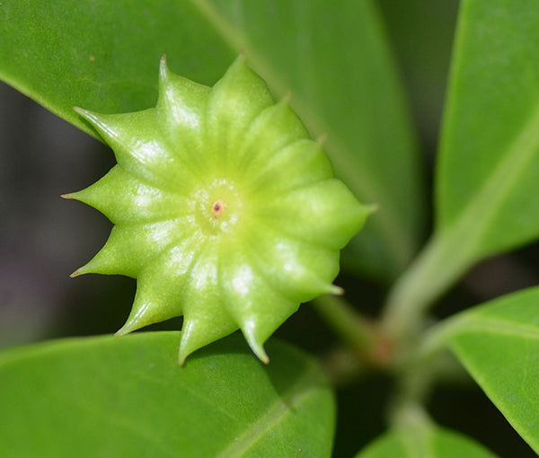 Illicium Flower Seeds Green – Heirloom, Non-GMO, High Germination Seeds