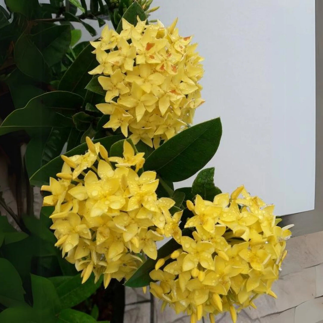 Perennial Ixora Flower Seeds Yellow – Heirloom, Non-GMO, High Germination Organic Garden Seeds for Planting
