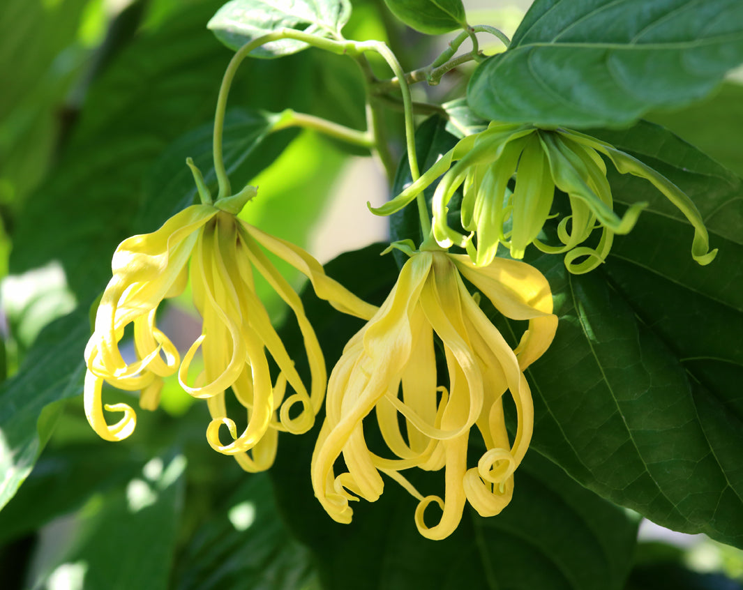 Yellow Cananga Flower Seeds – Heirloom, Non-GMO, High Germination, Organic Seeds