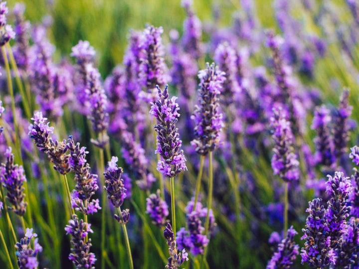 Lavender Tectorum Flower Seeds – Heirloom, Non-GMO, High Germination Seeds