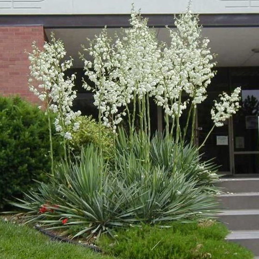 yucca filamentosa flower seeds