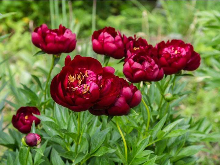 Maroon Perennial Flower Seeds – Heirloom, Non-GMO, High Germination Organic Garden Seeds for Planting