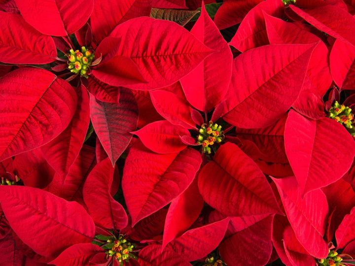 Dark Red Poinsettia Flower Seeds for Planting Heirloom Non-GMO High Germination Organic Garden Seeds
